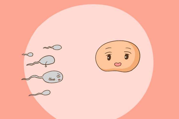 北京做供卵试管婴儿多少钱